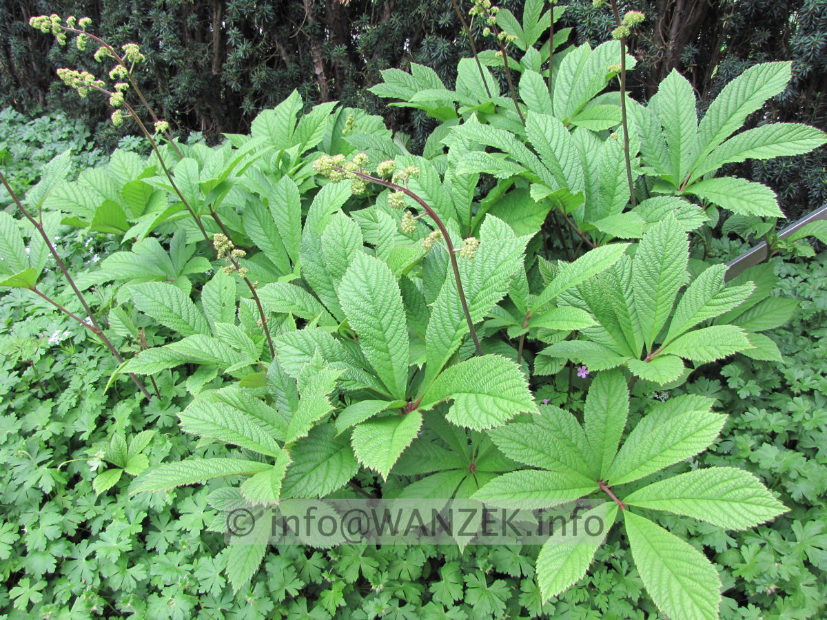 Rodgersia pinnata 01.JPG
